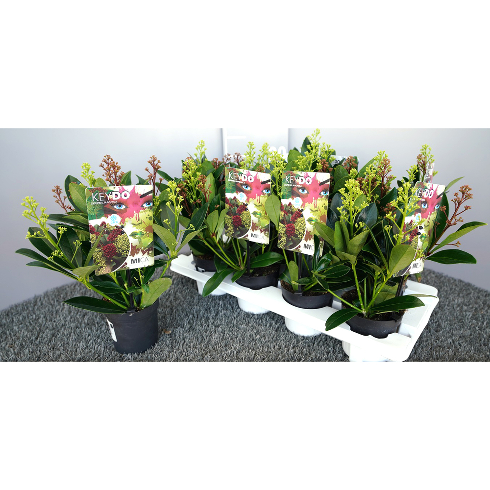 Skimmia japonica mica finchy fantasy