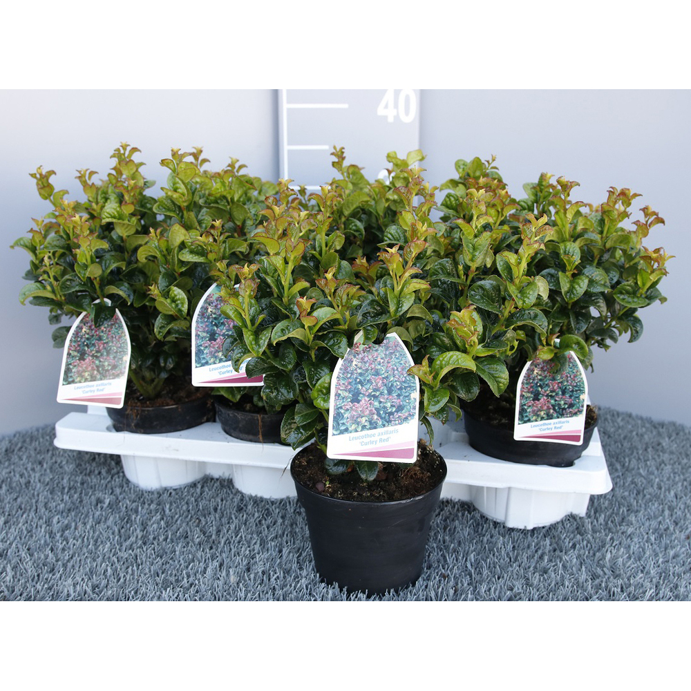 Leucothoe axillaris curly red