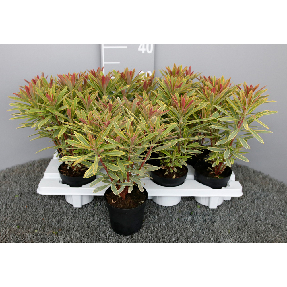 Euphorbia amygdaloides ascot rainbow