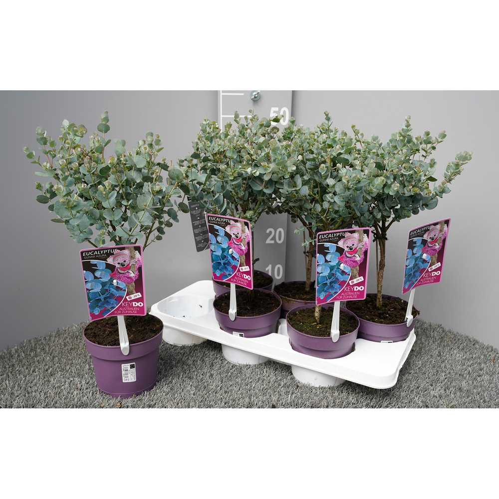 Eucalyptus gunnii azura