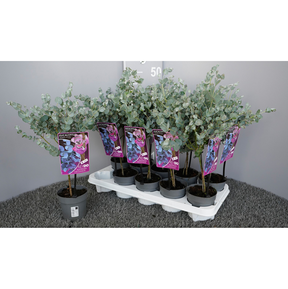 Eucalyptus gunnii azura