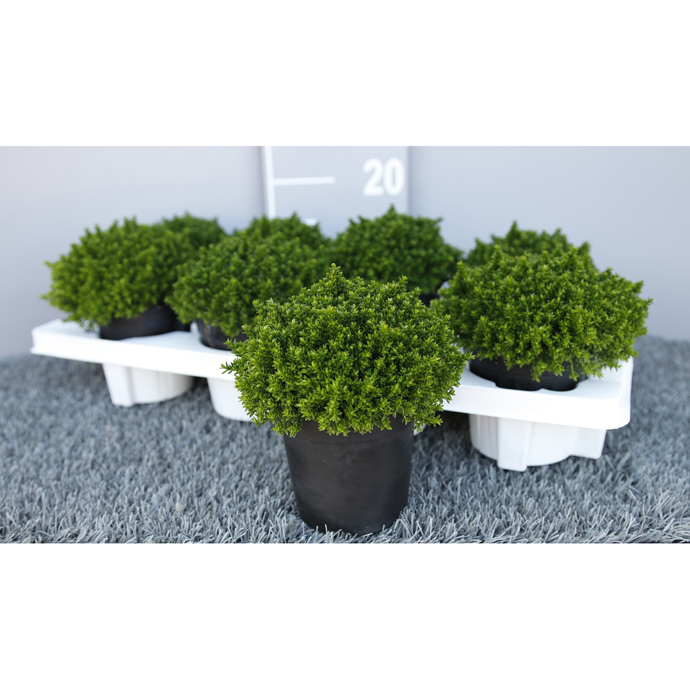 Hebe armstrongii green globe