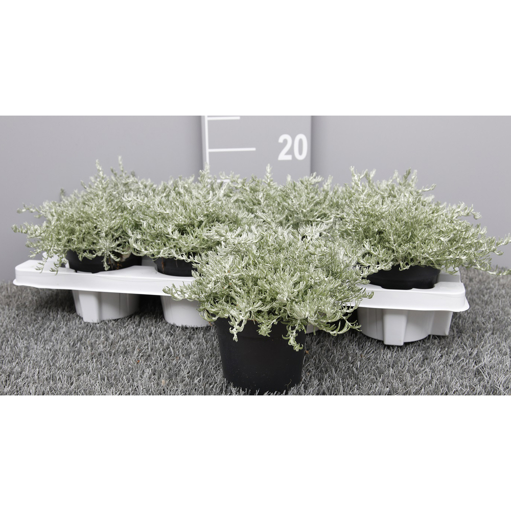 Helichrysum italicum