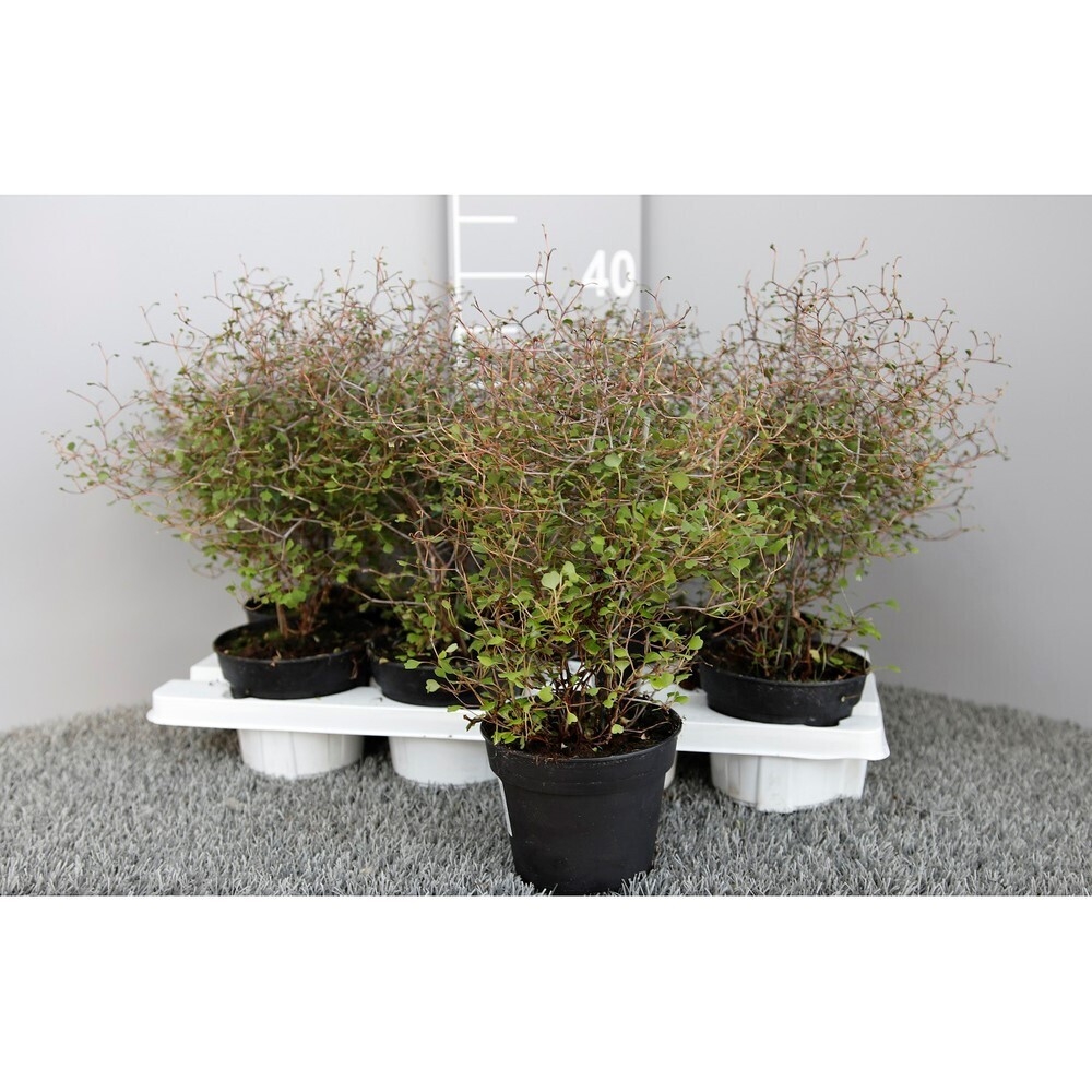 muehlenbeckia astonii zick zack