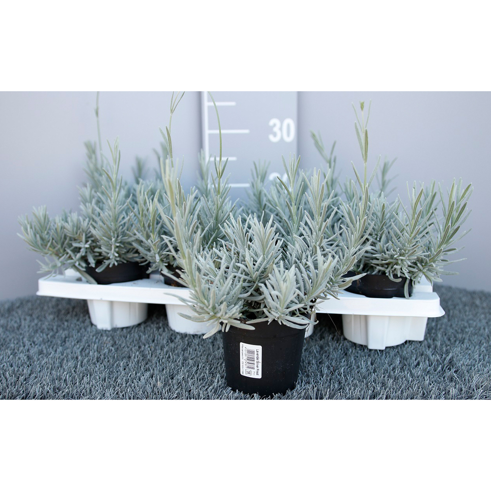 Lavandula angustifolia silver frost
