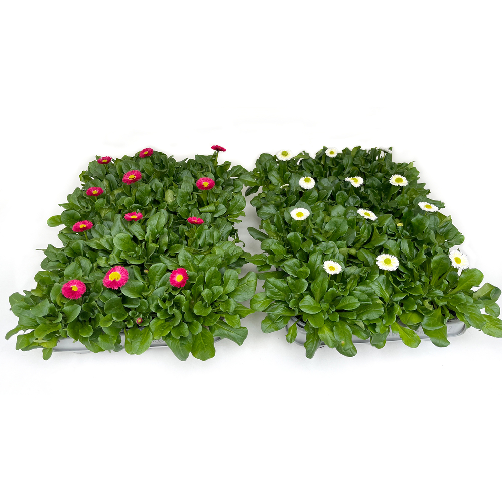 Bellis perennis