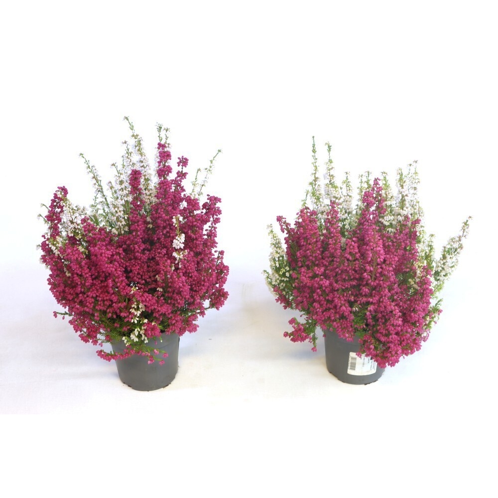 Erica gracilis twin
