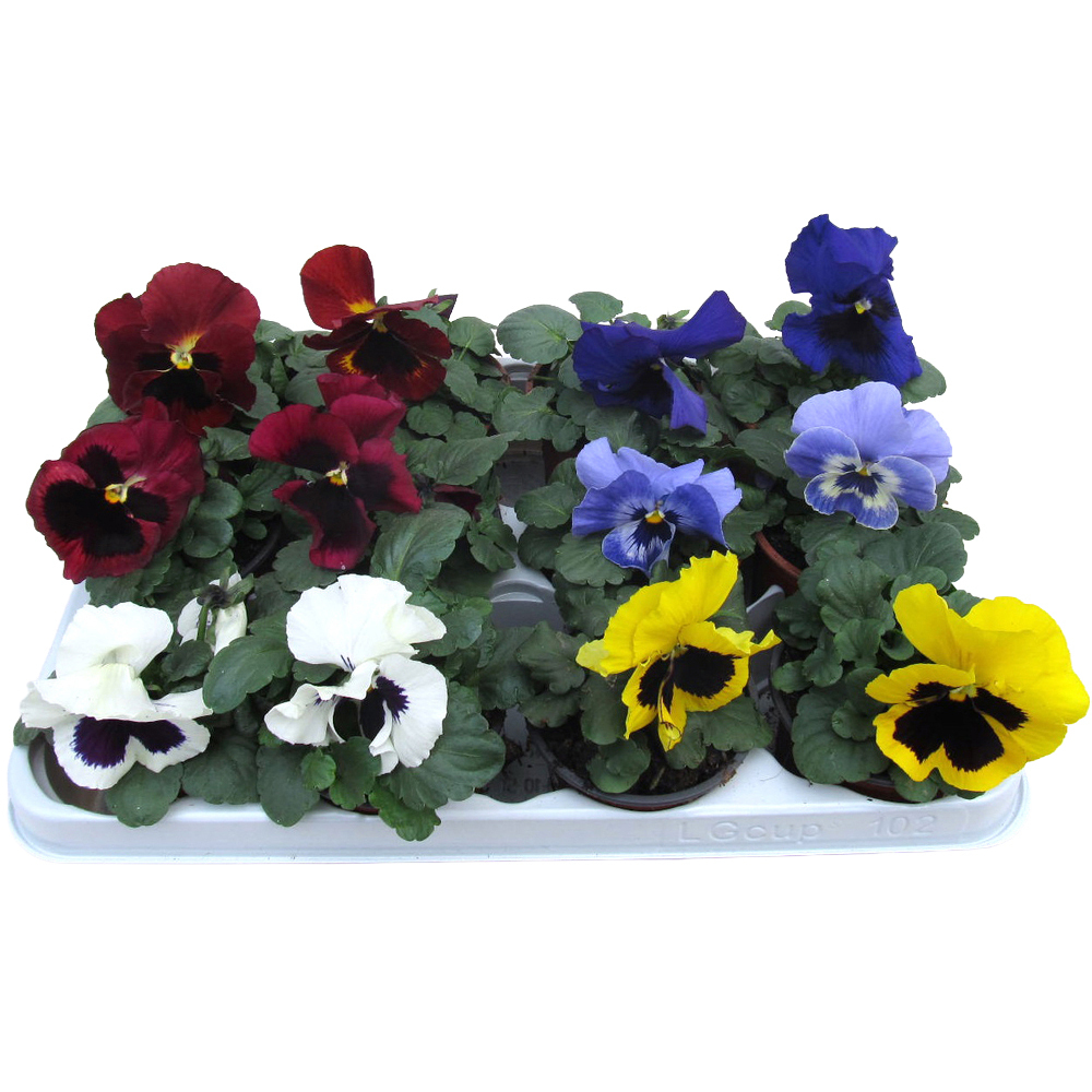 Viola wittrockiana f1