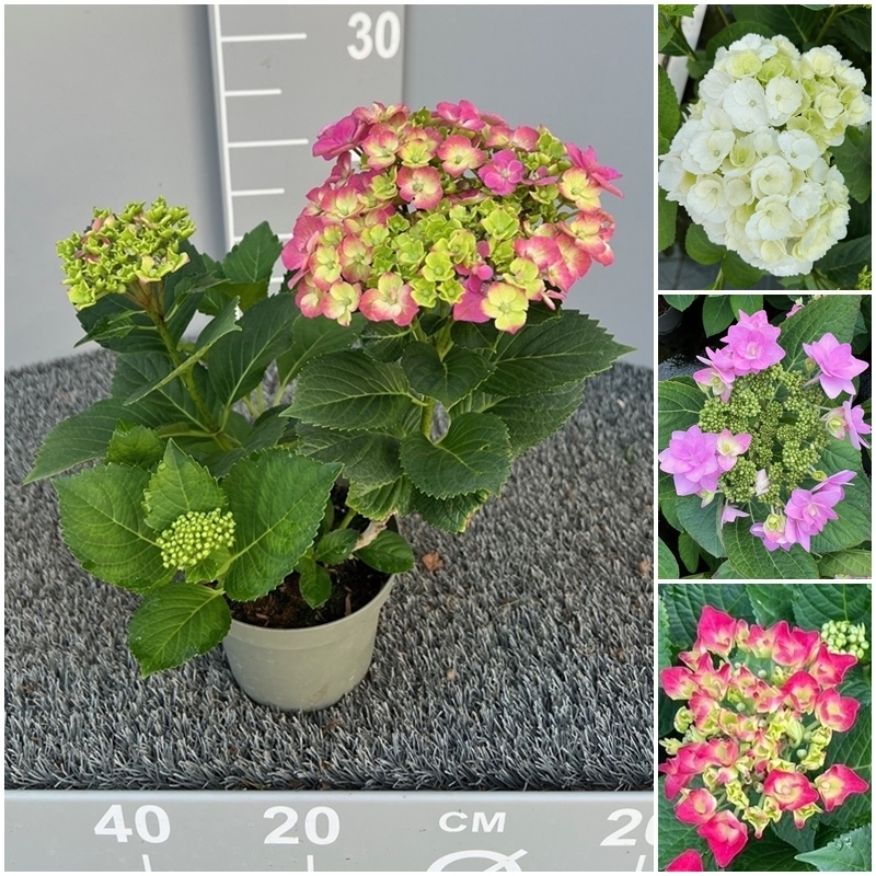 hydrangea macrophylla