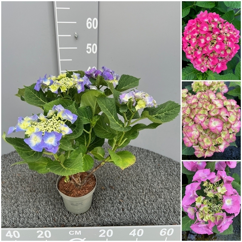 hydrangea macrophylla