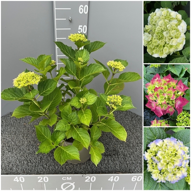 hydrangea macrophylla