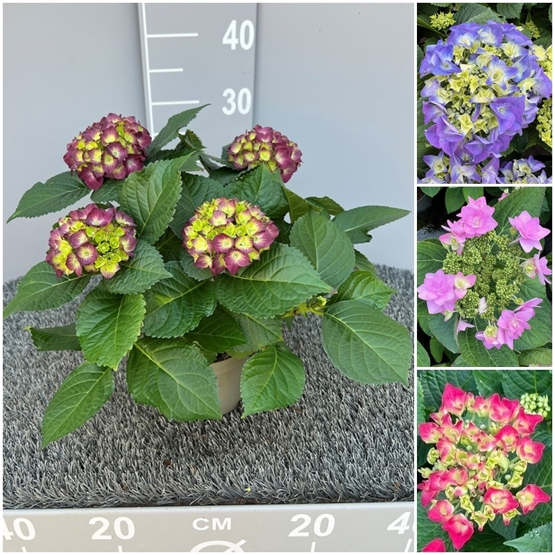 hydrangea macrophylla