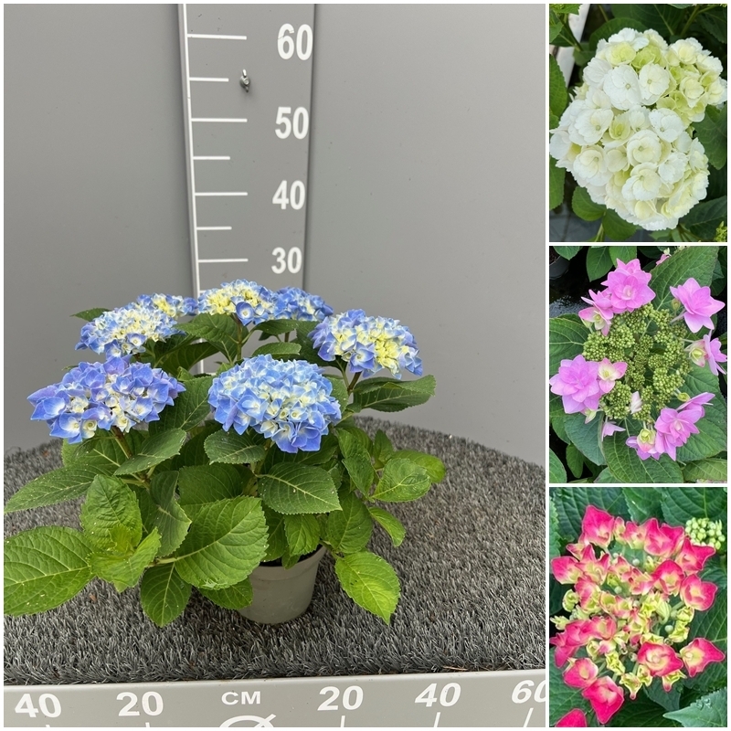 hydrangea macrophylla