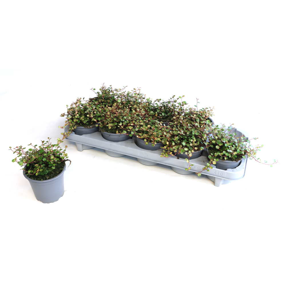 Muehlenbeckia pink camouflage