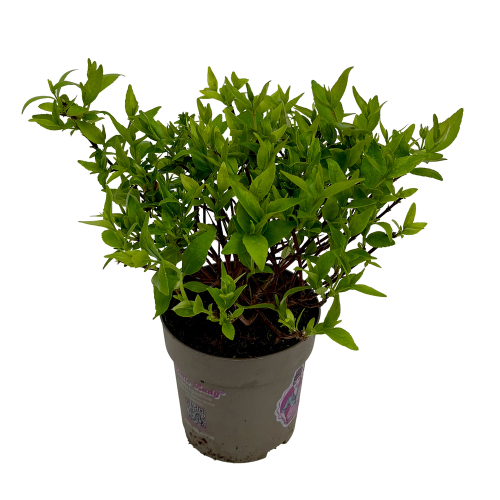 Abelia grandiflora prostrata