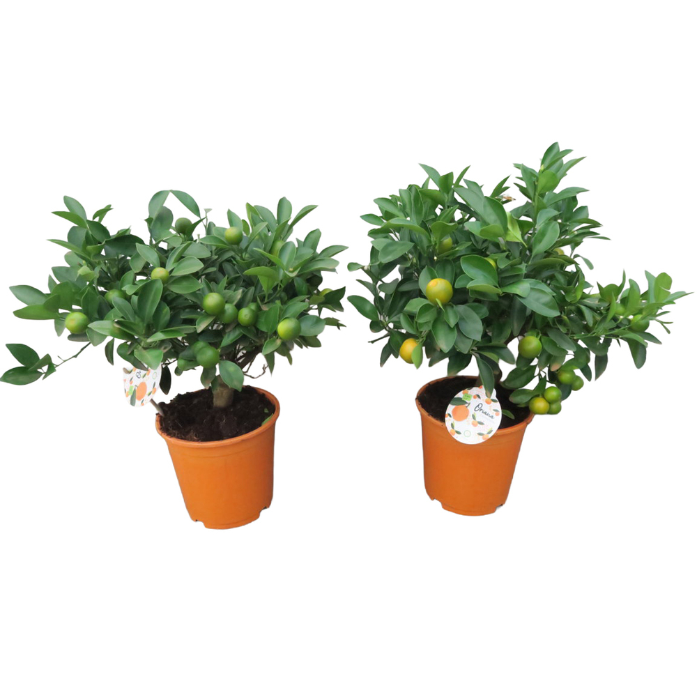 citrus mitis calamondin
