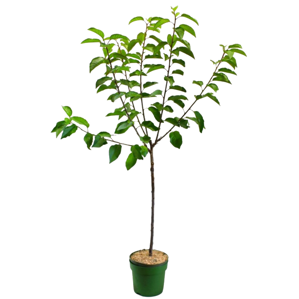 Prunus avium