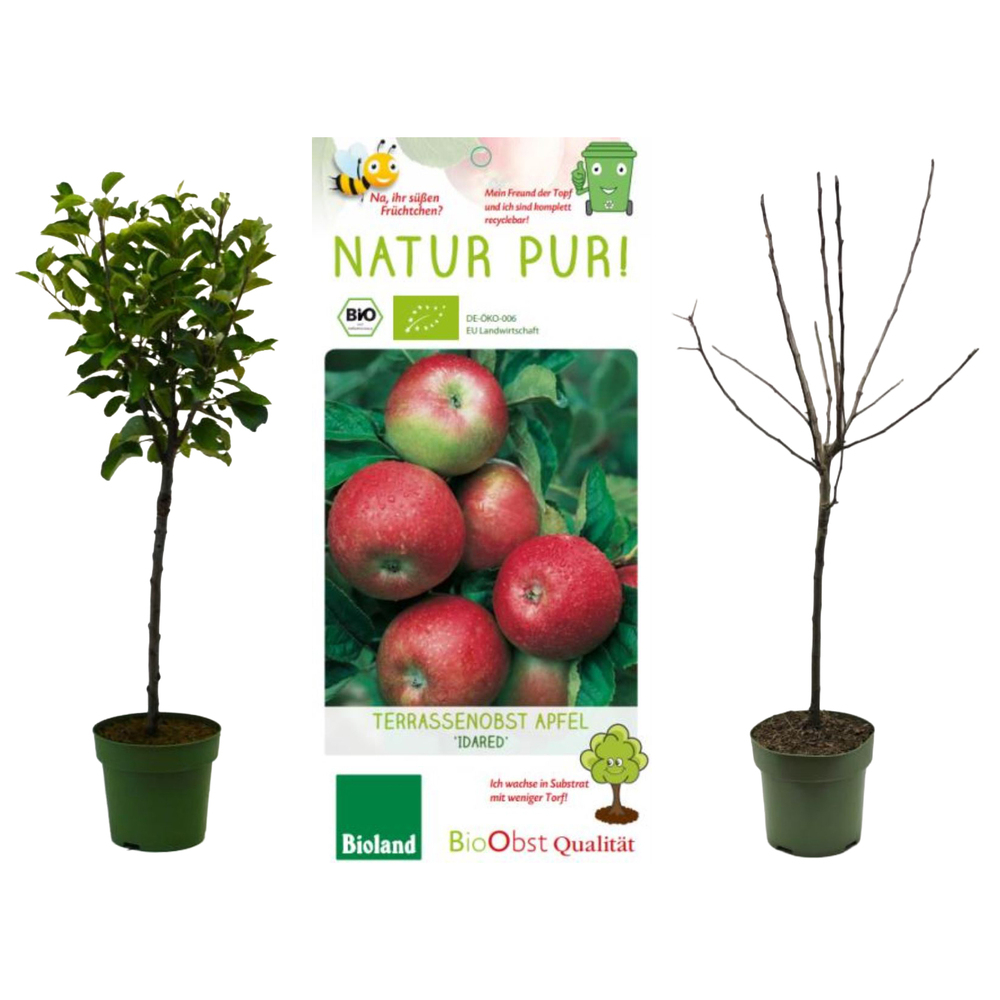 malus