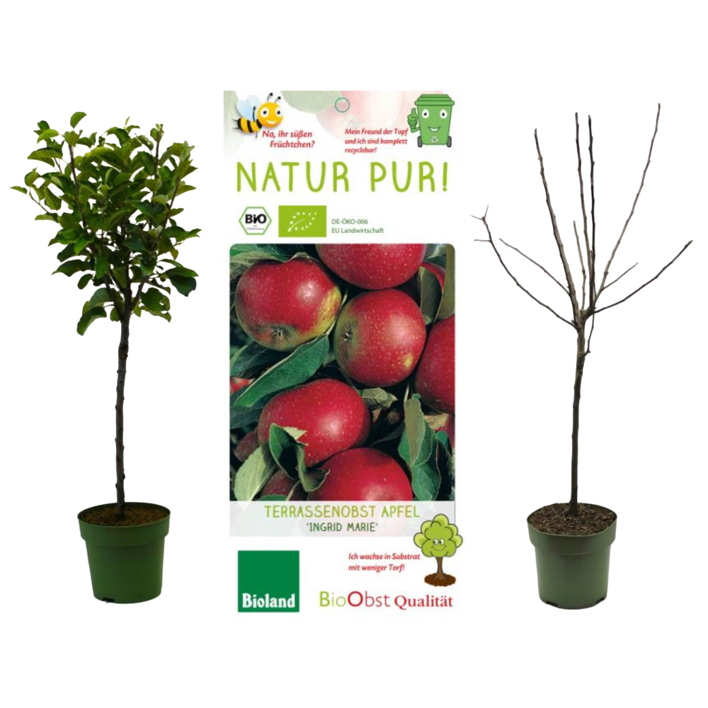 malus