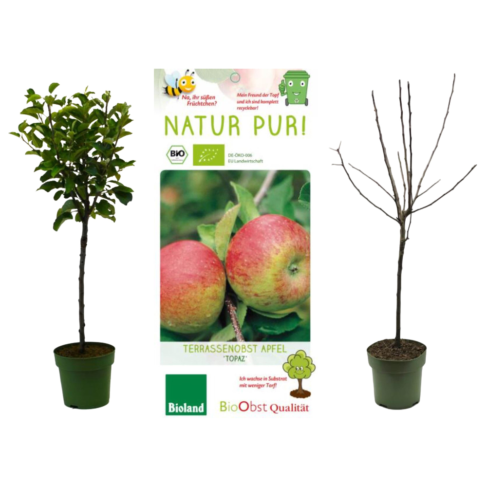 malus