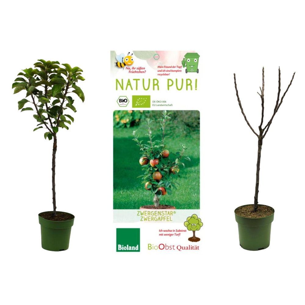 malus