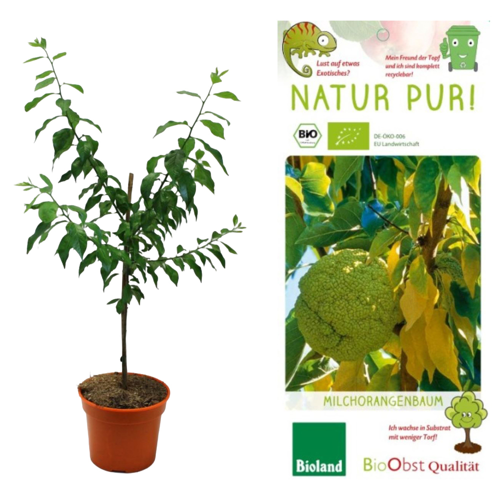 Maclura pomifera
