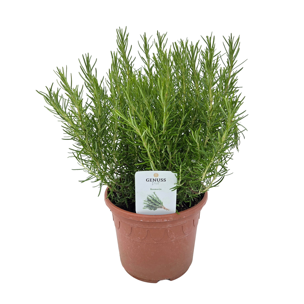 Rosmarinus officinalis