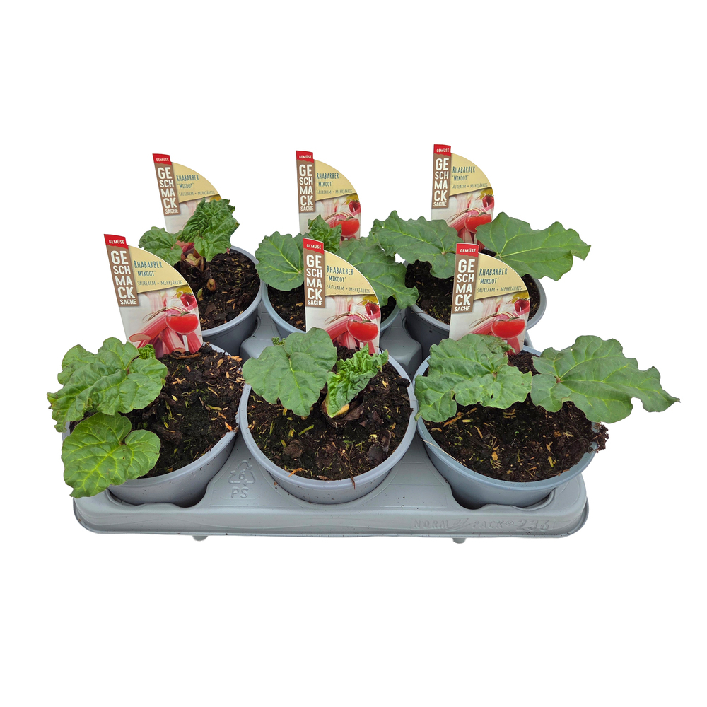 Rheum rhabarbarum mikoot