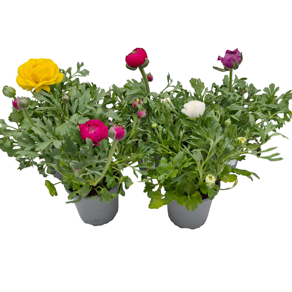 Ranunculus asiaticus sprinkles