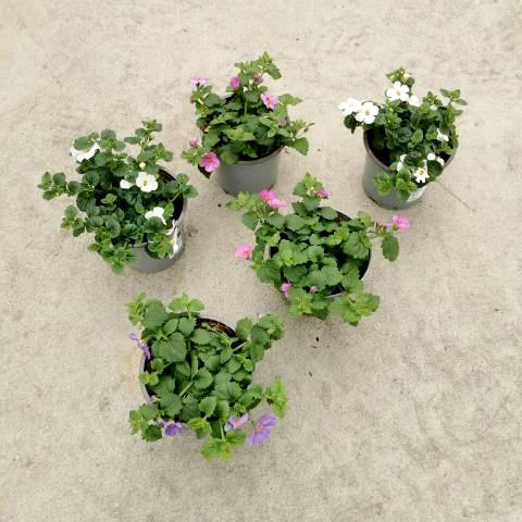 Sutera diffusa bacopa