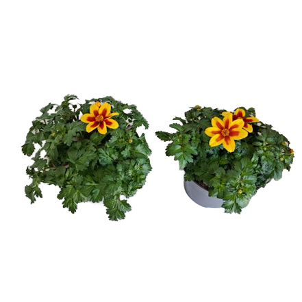 Bidens ferulifolia bidy boom