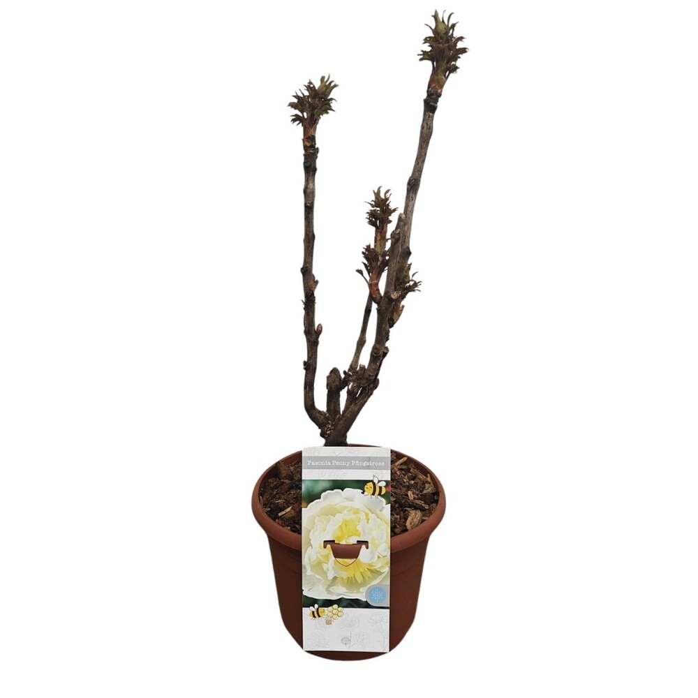 Paeonia suffruticosa woody yellow