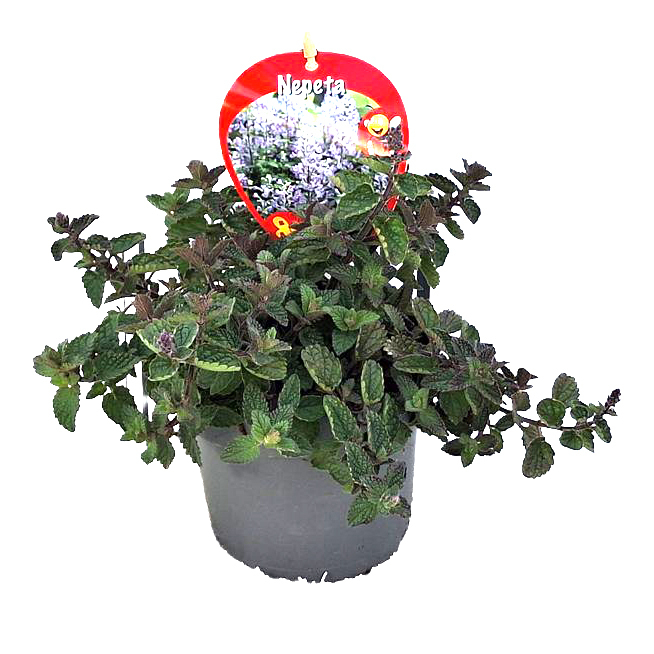 Nepeta