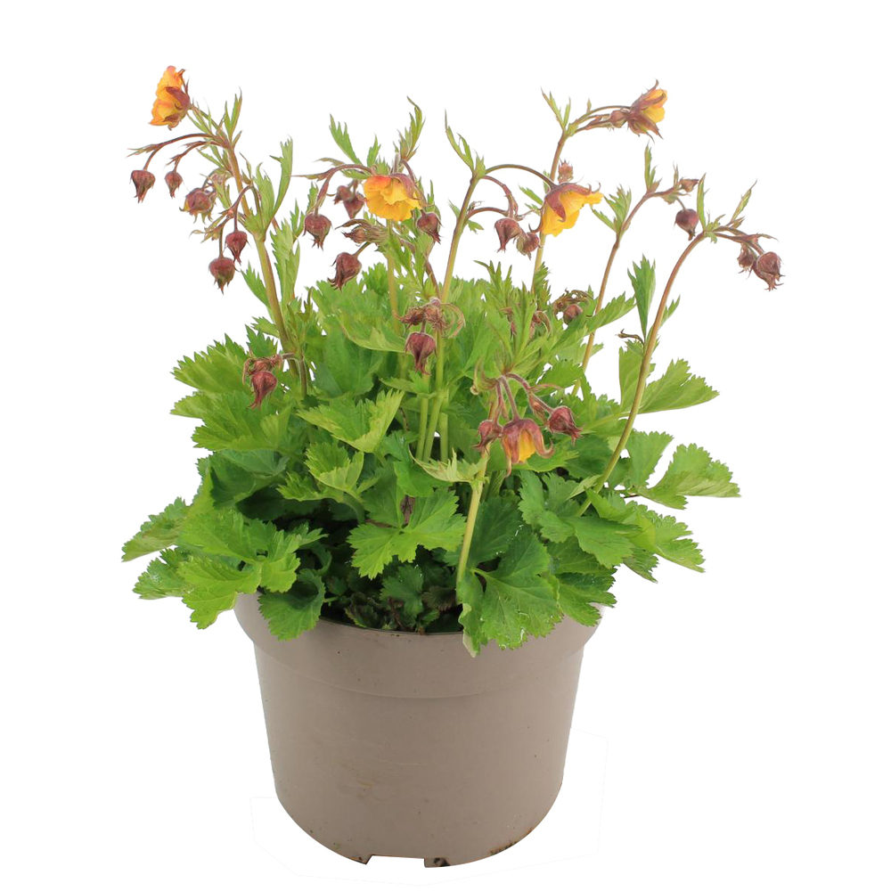 Geum hybrida golden joy