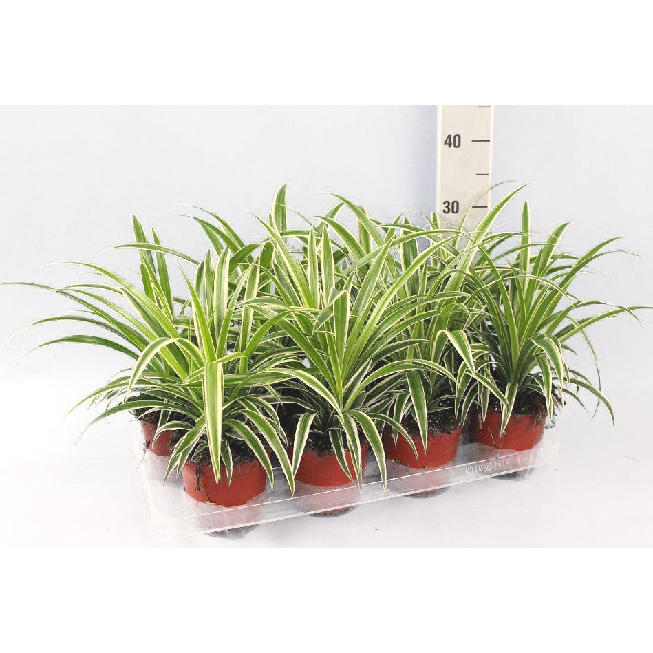 chlorophytum comosum