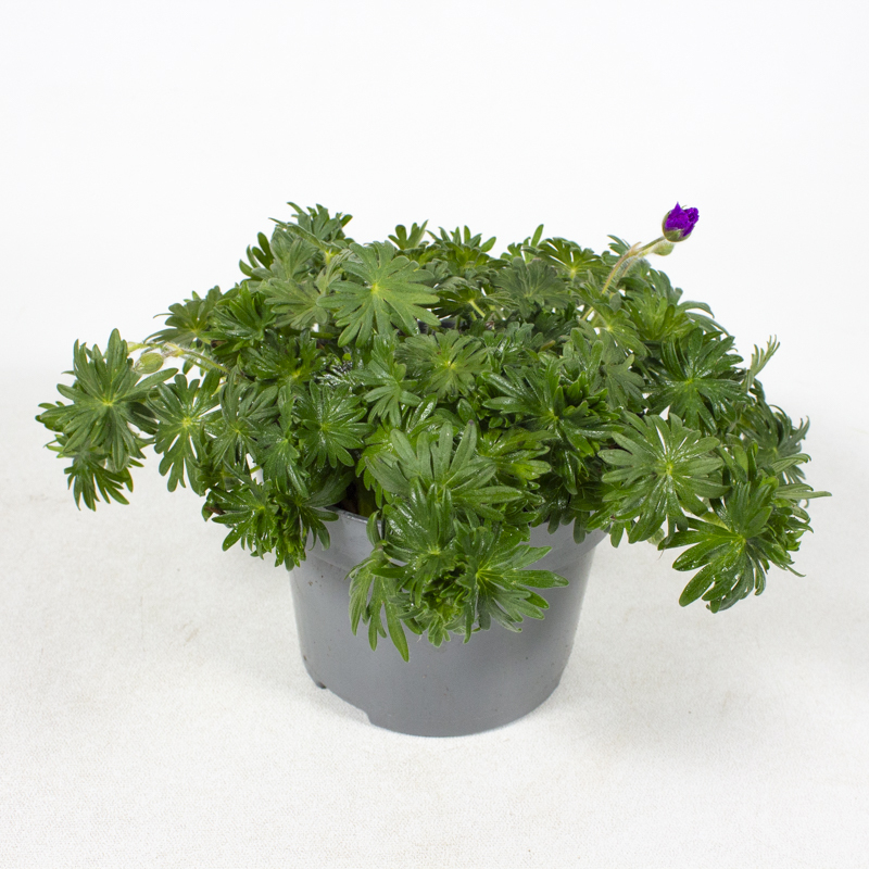 Geranium sanguineum vision violet