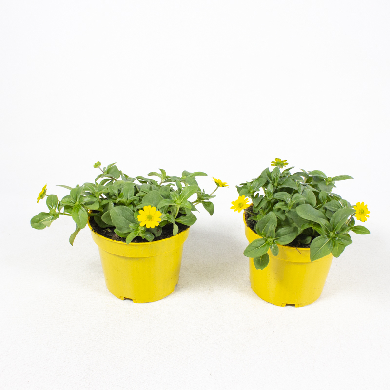 Sanvitalia procumbens bright yellow