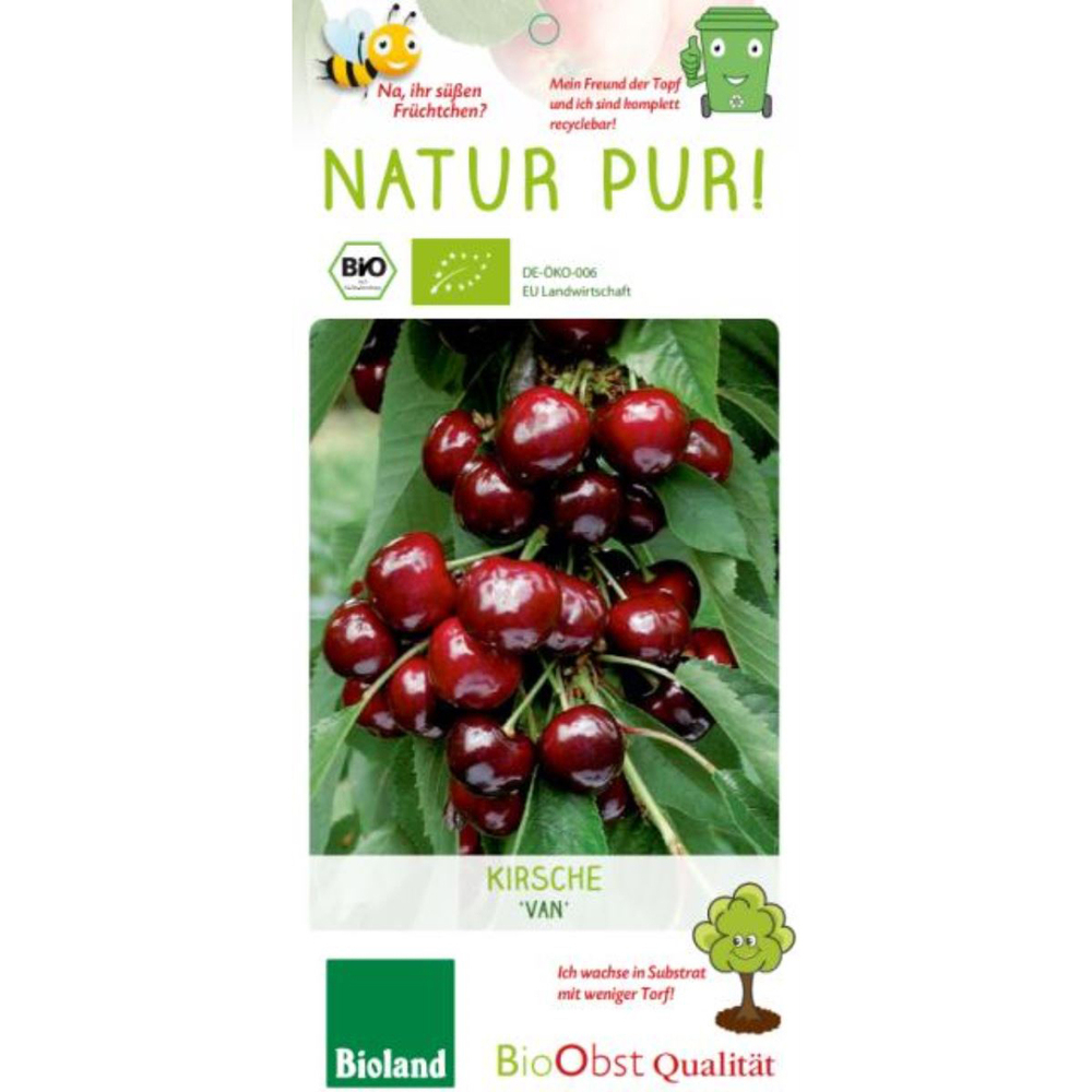 Prunus avium