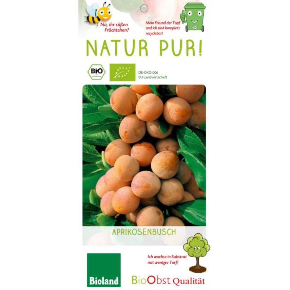 Prunus armeniaca