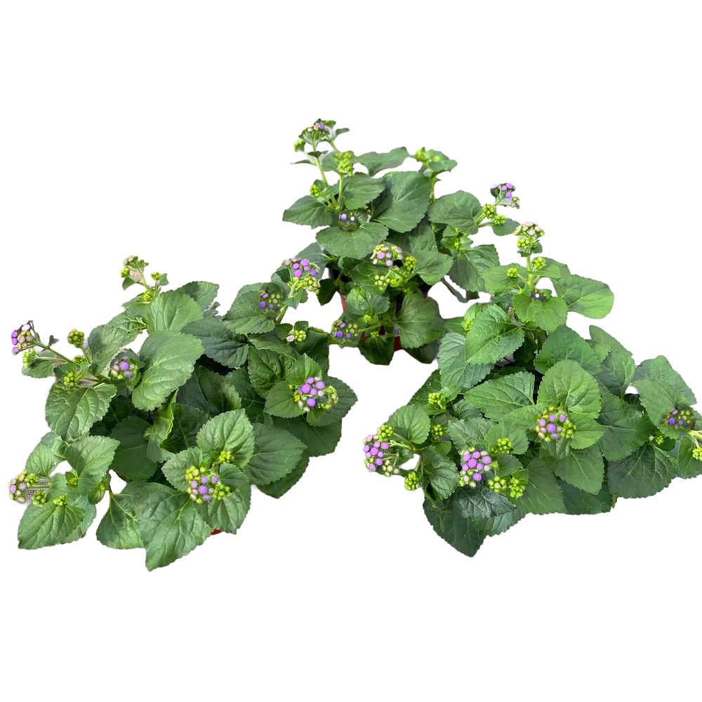 Ageratum houstonianum
