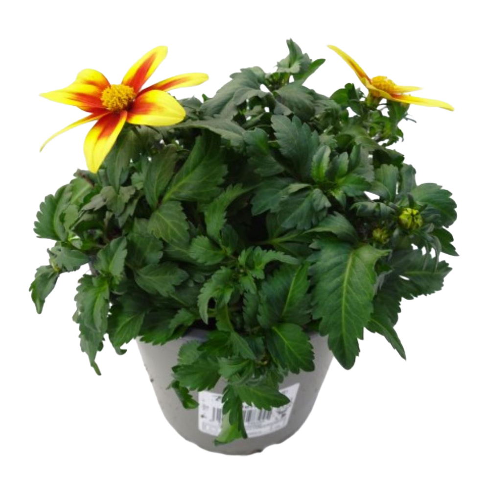 Bidens ferulifolia taka tuka