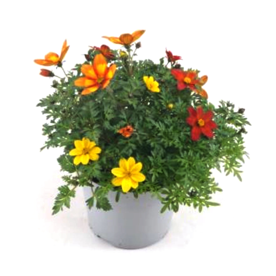 Bidens ferulifolia bee dance trio