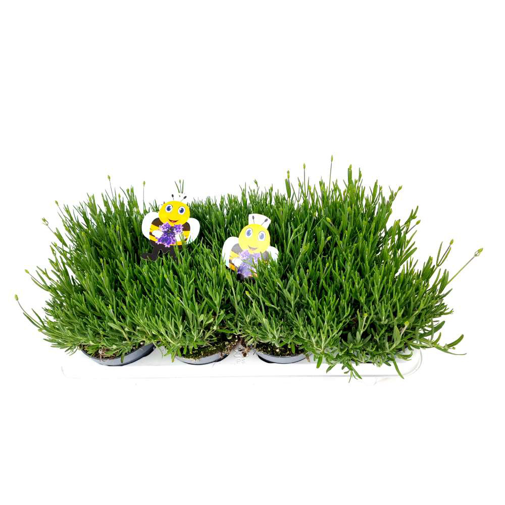 Lavandula angustifolia essence