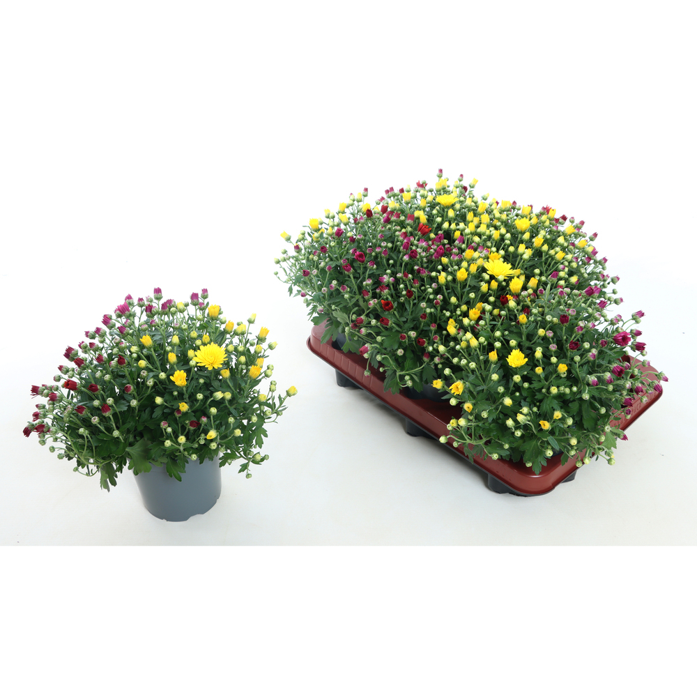 Chrysanthemum trio winterhart
