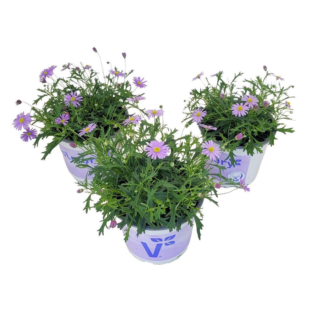 Brachyscome multifida balou