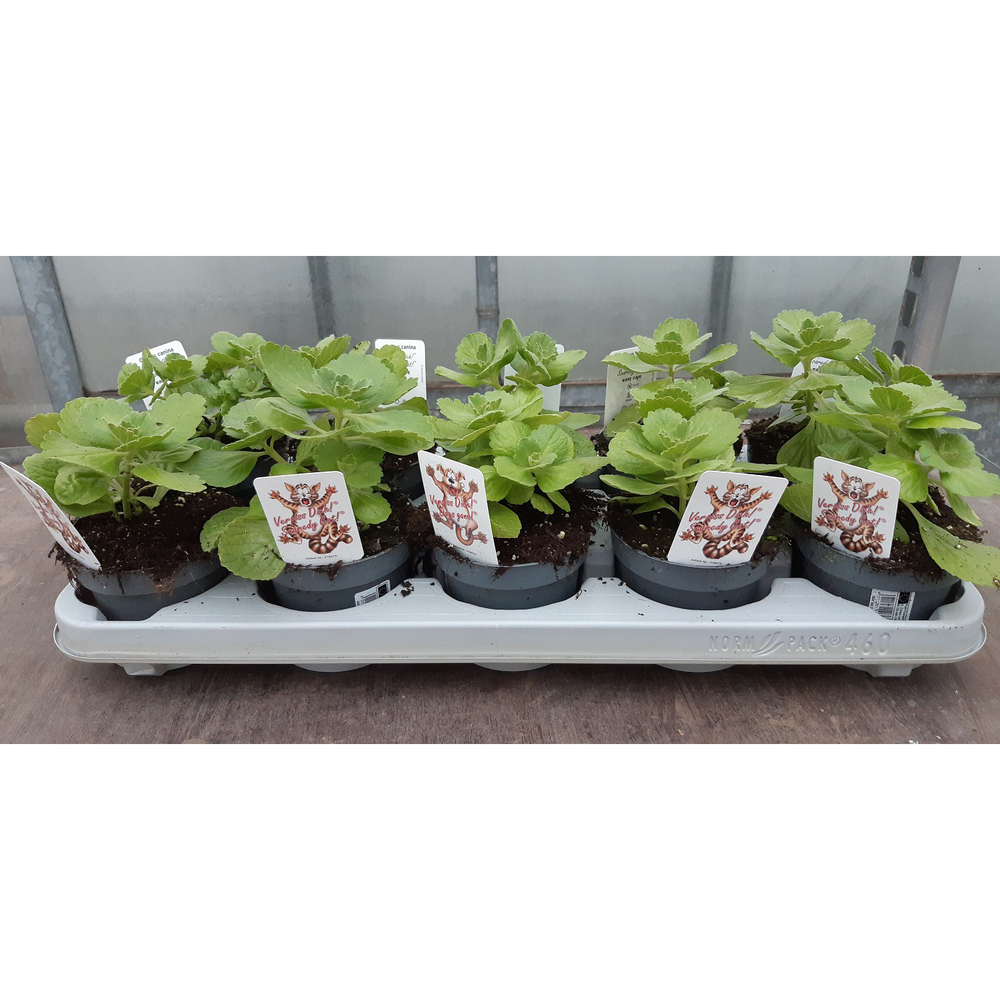 Coleus canina