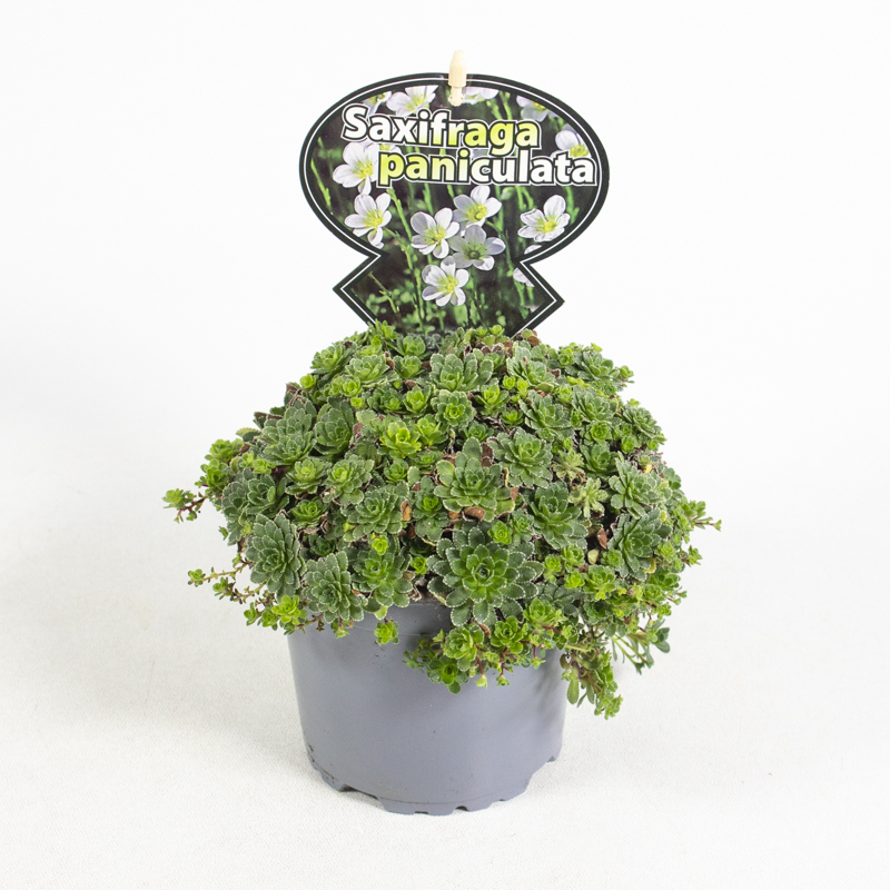 Saxifraga paniculata