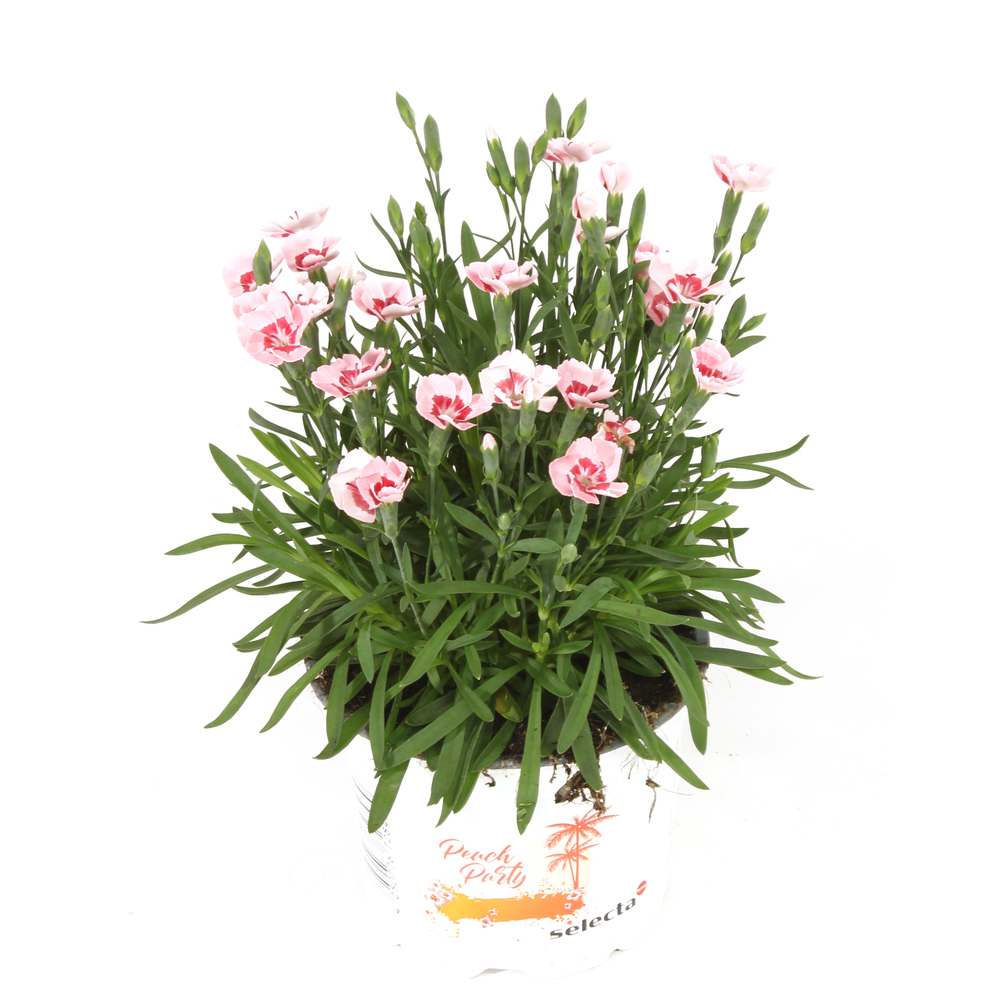 Dianthus caryophyllus peach party