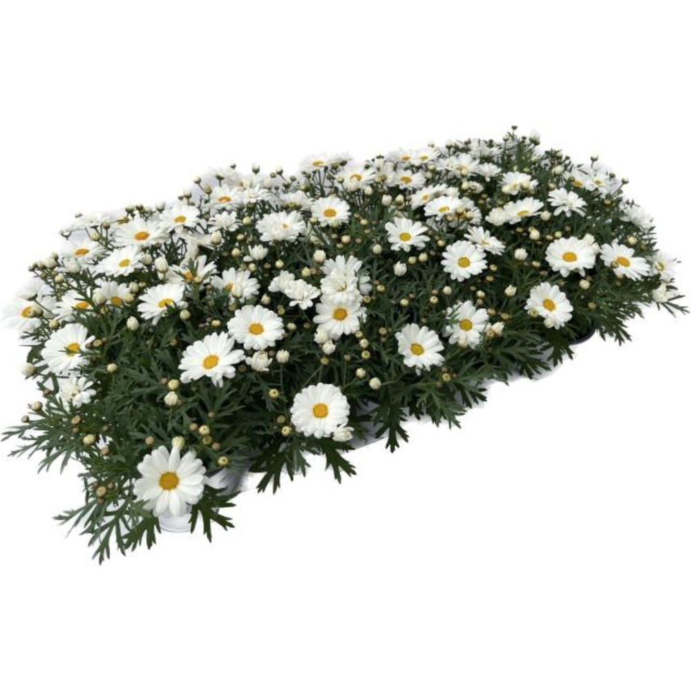 Argyranthemum frutescens