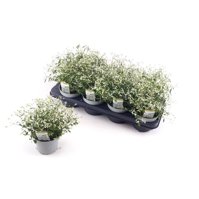 Euphorbia hypericifolia diamond frost
